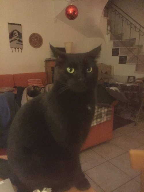 χάθηκε ο τζαφάρ στα βριλήσσια