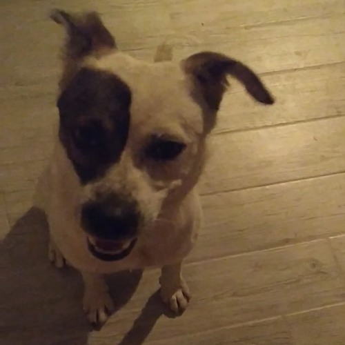 Βρέθηκε σκύλος, Κερατέα