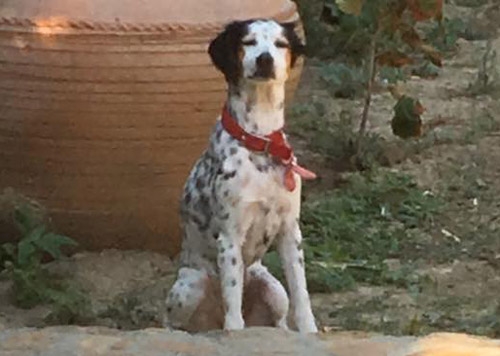 &Chi;ά&theta;&eta;&kappa;&epsilon; &eta;&mu;ί&alpha;&iota;&mu;&omicron; &Sigma;έ&tau;&epsilon;&rho;, &Tau;&alpha;&mu;&pi;&omicron;ύ&rho;&iota;&alpha;