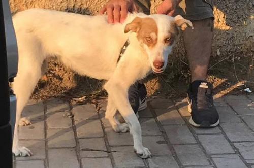 &Beta;&rho;έ&theta;&eta;&kappa;&epsilon; &lambda;&epsilon;&upsilon;&kappa;ό&sigmaf; &sigma;&kappa;ύ&lambda;&omicron;&sigmaf;, &Nu;. &Mu;ά&kappa;&rho;&eta;