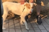 &Beta;&rho;έ&theta;&eta;&kappa;&epsilon; &lambda;&epsilon;&upsilon;&kappa;ό&sigmaf; &sigma;&kappa;ύ&lambda;&omicron;&sigmaf;, &Nu;. &Mu;ά&kappa;&rho;&eta;