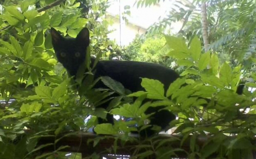 &Chi;ά&theta;&eta;&kappa;&epsilon; &mu;&alpha;ύ&rho;&omicron; &gamma;&alpha;&tau;ά&kappa;&iota;, &Mu;&alpha;&rho;&omicron;ύ&sigma;&iota;