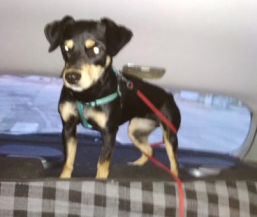 Χάθηκε θηλυκός σκύλος, Μαρώνεια