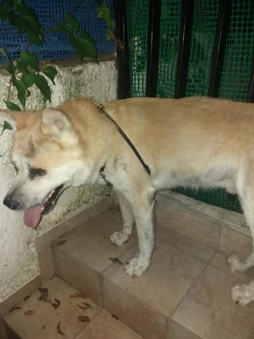 Βρέθηκε αρσενικό Ακιτα