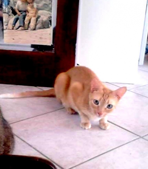 Χάθηκε ξανθό κανελί γατάκι