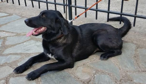 Χάθηκε μαύρος σκύλος, Καρδιά