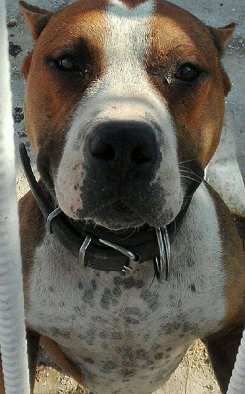 &Kappa;&lambda;ά&pi;&eta;&kappa;&epsilon; &Pi;ί&tau;&mu;&pi;&omicron;&upsilon;&lambda;, &Alpha;&sigma;&pi;&rho;ό&pi;&upsilon;&rho;&gamma;&omicron;&sigmaf;