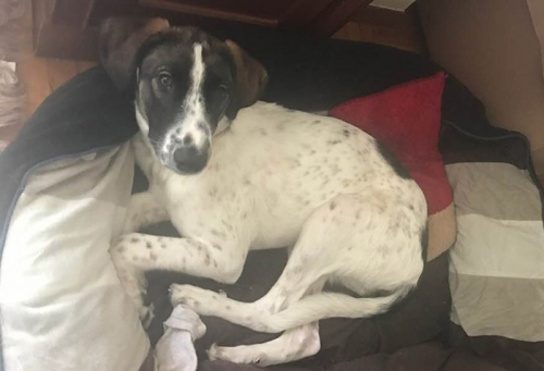 Χάθηκε ασπρόμαυρος σκύλος, Ταγαράδες