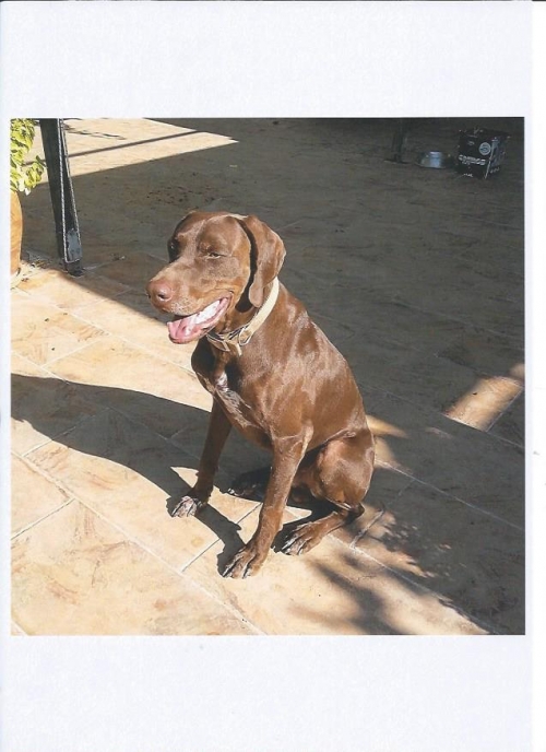 Γλυφαδα χαθηκε καφέ κουρτσχααρ