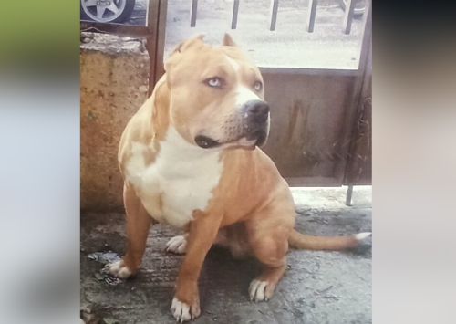 Χάθηκε Πίτμπουλ, Παλλήνη Αττικής