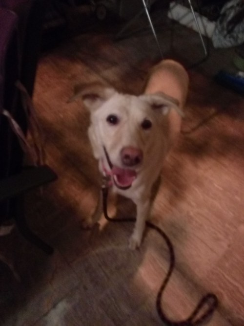 Βρεθηκε Σκυλιτσα