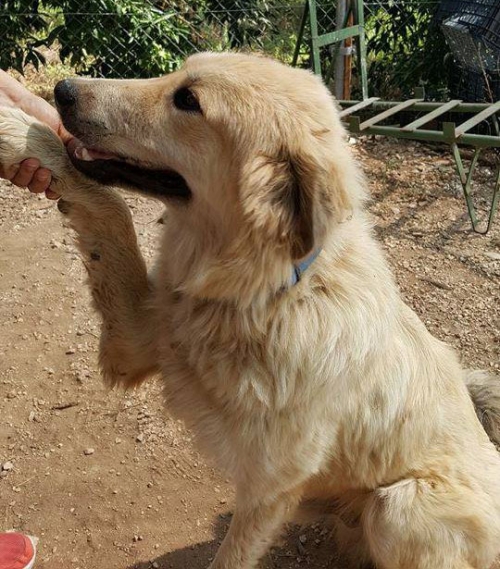 &Chi;ά&theta;&eta;&kappa;&epsilon; &mu;&pi;&epsilon;&zeta; &sigma;&kappa;ύ&lambda;&omicron;&sigmaf;, &Delta;&rho;έ&pi;&alpha;&nu;&omicron; &Nu;&alpha;&upsilon;&pi;&lambda;ί&omicron;&upsilon;
