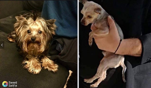 Κλάπηκε Γιορκσάιρ Τερριέ, Στυλίδα