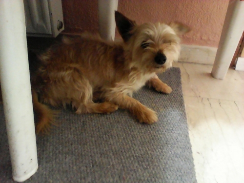 &Chi;ά&theta;&eta;&kappa;&epsilon; &Gamma;&iota;ό&rho;&kappa;&sigma;&alpha;&iota;&rho;, &Alpha;&gamma; &Beta;&alpha;&rho;&beta;ά&rho;&alpha;