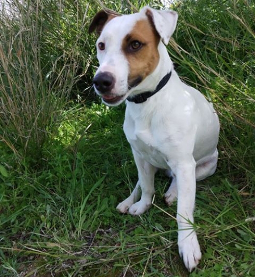 Χάθηκε αρσενικό Τζακ Ράσελ, Αγ. Βαρβάρα
