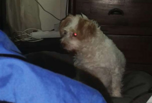 Χάθηκε Τζάκ Ράσελ, Καλαμαριά