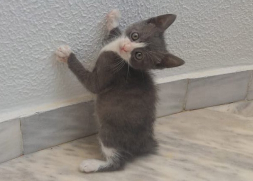 Χάθηκε αρσενικό γατάκι, Γαλάτσι