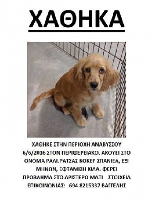 Χάθηκε μπεζ Κόκκερ, Ανάβυσσος