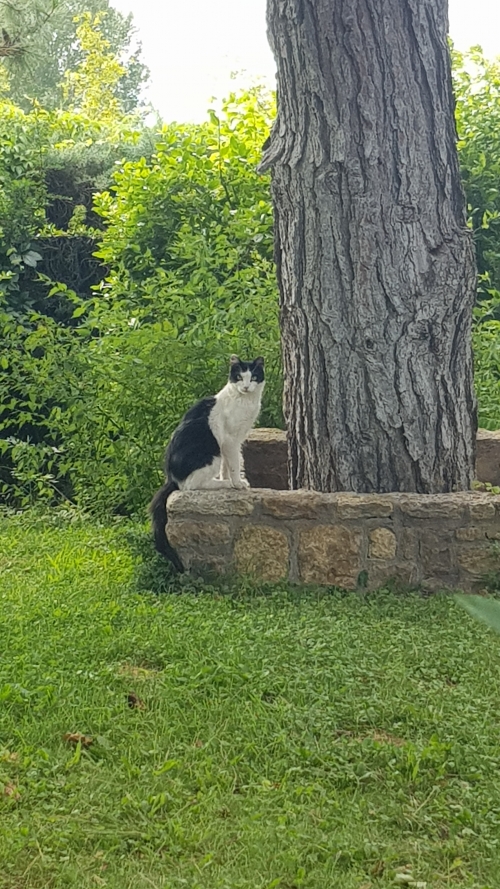 Χάθηκε γάτα