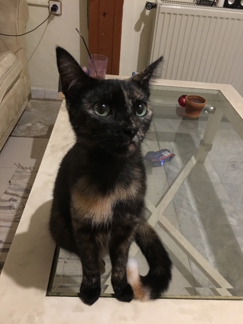 χάθηκε γάτα