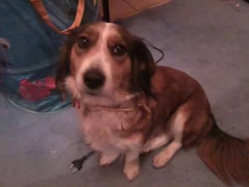 &Chi;ά&theta;&eta;&kappa;&epsilon; &Sigma;&kappa;ύ&lambda;&omicron;&sigmaf; &Theta;&eta;&lambda;&upsilon;&kappa;ό &eta;&mu;ί&alpha;&iota;&mu;&omicron;, &Nu;έ&alpha; &Epsilon;&rho;&upsilon;&theta;&rho;&alpha;ί&alpha;