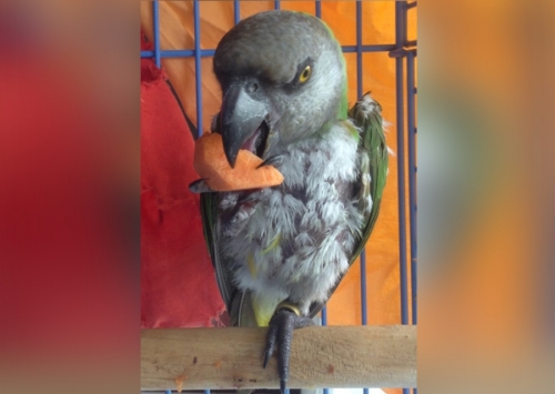 Χάθηκε παπαγάλος Σενεγάλης, Τερψιθέα Γλυφάδας