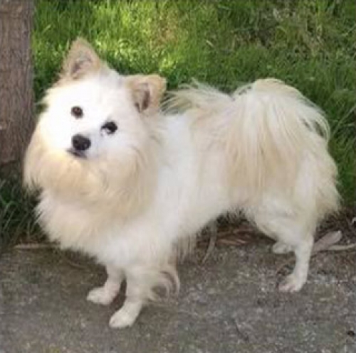 Βρέθηκε Σπιτζ, Άνοιξη