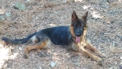 Χάθηκε λυκόσκυλο, Βαρυμπόμπη