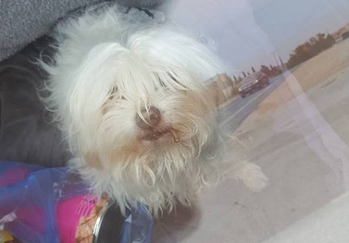 &Beta;&rho;έ&theta;&eta;&kappa;&epsilon; ά&sigma;&pi;&rho;&omicron; &Mu;&alpha;&lambda;&tau;έ&zeta;, &Lambda;. &Alpha;&nu;&alpha;&beta;ύ&sigma;&sigma;&omicron;&upsilon;