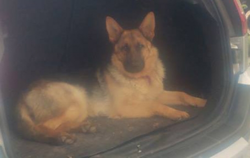 Κλάπηκε Λυκόσκυλο, Πυλαία Θεσσαλονίκης