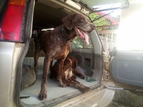 Χάθηκε αρσενικό Κούρτσχααρ, Βουλγαρία