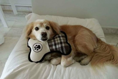 Χάθηκε καφέ σκύλος, Κυψέλη