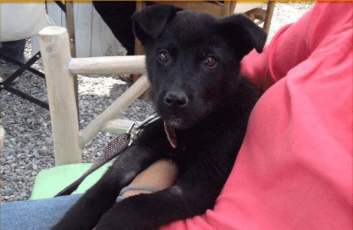 &Chi;ά&theta;&eta;&kappa;&epsilon; &mu;&alpha;ύ&rho;&omicron; &sigma;&kappa;&upsilon;&lambda;ά&kappa;&iota;, &Nu;. &Mu;ά&kappa;&rho;&eta;