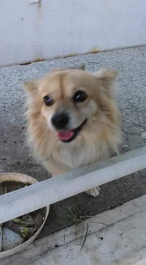 &Beta;&rho;έ&theta;&eta;&kappa;&epsilon; &mu;&iota;&kappa;&rho;ό &sigma;&kappa;&upsilon;&lambda;ά&kappa;&iota; &sigma;&tau;&omicron; Ί&lambda;&iota;&omicron;&nu;