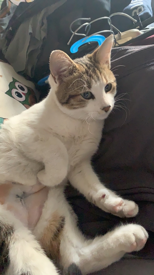 Χάθηκε η Ρούλα στην Πολίχνη