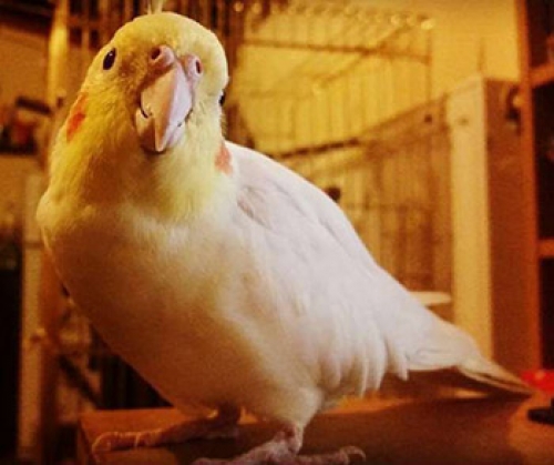 &Chi;ά&theta;&eta;&kappa;&epsilon; &alpha;&rho;&sigma;&epsilon;&nu;&iota;&kappa;ό Cockatiel