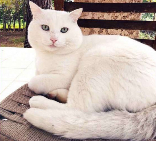 Χάθηκε άσπρος γάτος, Παιανία