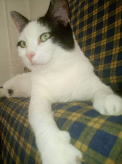 &Chi;ά&theta;&eta;&kappa;&epsilon; &gamma;ά&tau;&alpha;, &Kappa;&epsilon;&rho;&alpha;&tau;&sigma;ί&nu;&iota;