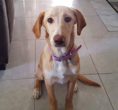 Χάθηκε θηλυκός σκύλος, Πάτημα Χαλανδρίου