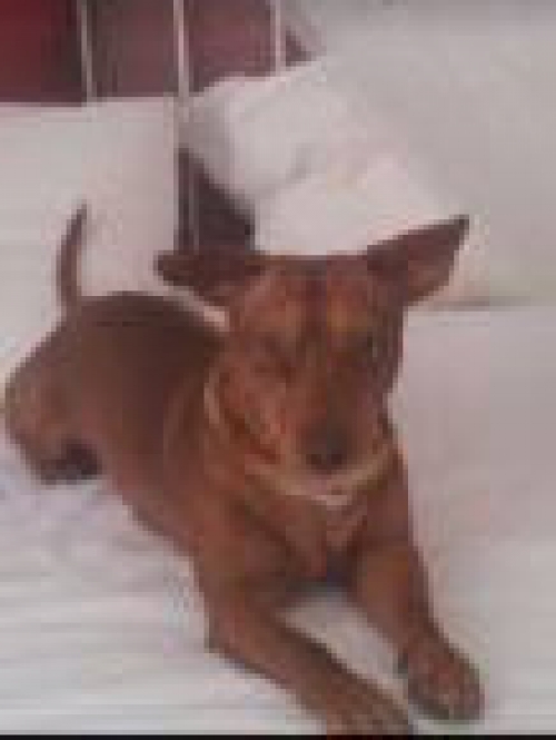 &Chi;ά&theta;&eta;&kappa;&epsilon; &kappa;&alpha;&phi;έ &sigma;&kappa;&upsilon;&lambda;ί, &Gamma;&alpha;&lambda;ά&tau;&sigma;&iota;