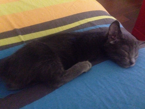 Χάθηκε μπλε-γκρι γατί στο βυρωνα