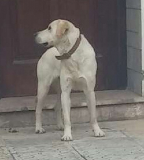 &Beta;&rho;έ&theta;&eta;&kappa;&epsilon; &Lambda;ά&mu;&pi;&rho;&alpha;&nu;&tau;&omicron;&rho;, &Chi;&alpha;&sigma;&iota;ά