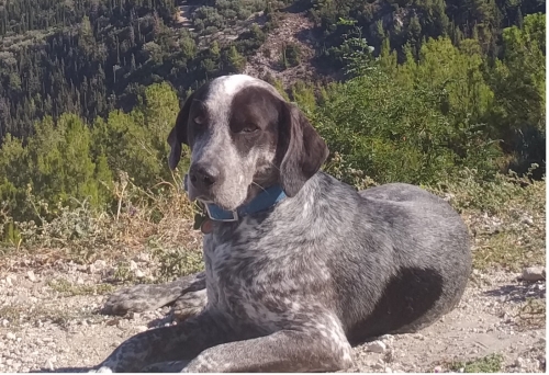 ΧΑΘΗΚΕ ο σκύλος μου.