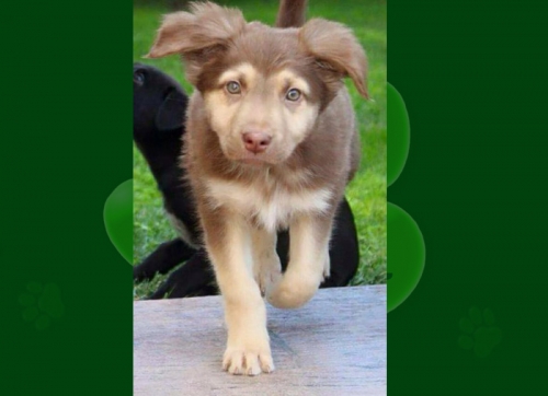 Χάθηκε καφέ σκύλος, Αγ. Ιωάννης Ρέντης