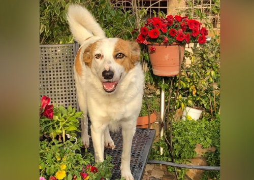 Χάθηκε θηλυκός σκύλος, Σαλαμίνα