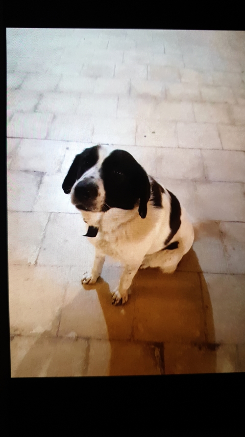 Χάθηκε από τις εργατικές κατοικίες στο Δήμο Αχαρνών. Εάν κάποιος το δει ας επικοινωνήσει μαζί μου.