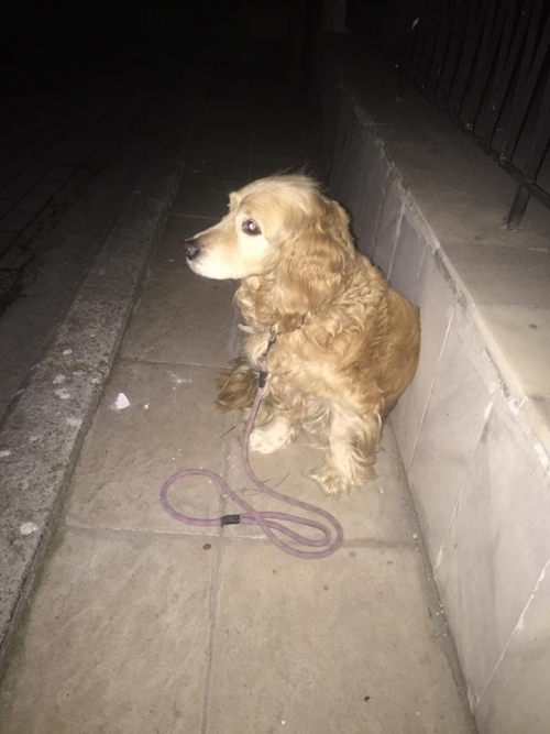 &Beta;&rho;έ&theta;&eta;&kappa;&epsilon; &kappa;&alpha;&nu;&epsilon;&lambda;ί &Kappa;&omicron;&kappa;&kappa;&epsilon;&rho;, &Theta;&epsilon;&sigma;&sigma;&alpha;&lambda;&omicron;&nu;ί&kappa;&eta;