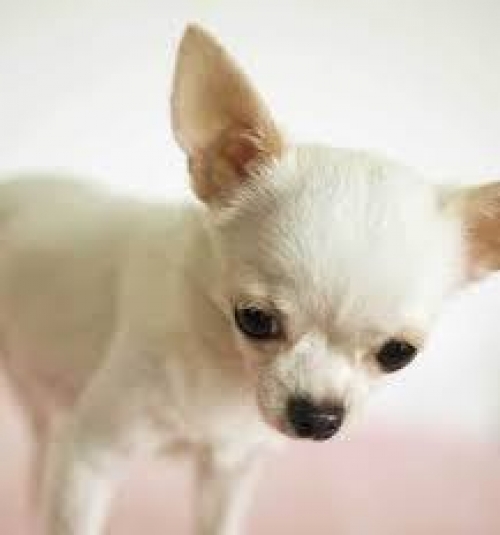 Χάθηκε λευκό Τσιουάουα