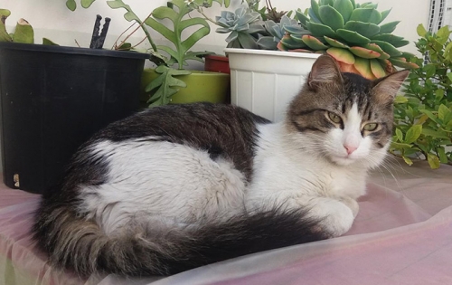 &Chi;ά&theta;&eta;&kappa;&epsilon; &gamma;ά&tau;&omicron;&sigmaf;, &Pi;&epsilon;&rho;&iota;&sigma;&tau;έ&rho;&iota;