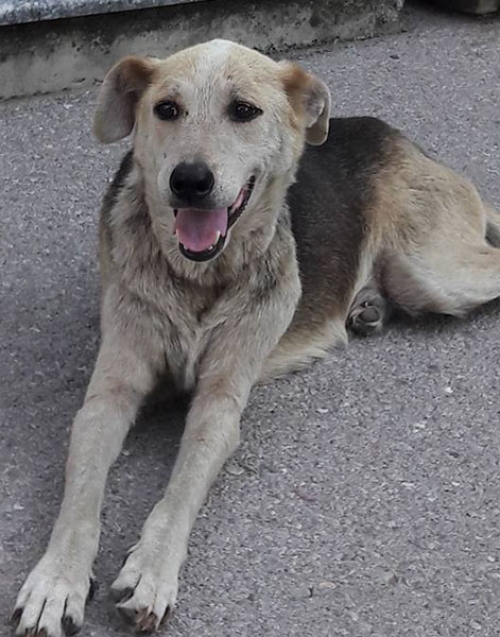 &Chi;ά&theta;&eta;&kappa;&epsilon; &theta;&eta;&lambda;&upsilon;&kappa;ό&sigmaf; &sigma;&kappa;ύ&lambda;&omicron;&sigmaf;, &Theta;&epsilon;&sigma;/&nu;ί&kappa;&eta;